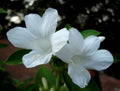 Barleria cristata Live Plant, Philippine Violet Gorate White Flower, 6-10 Inch in Half Gallon Pot