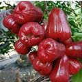 Red Wax Apple Plant 3 Gallon Air Layered Syzygium samarangense Rose Apple Tropical Fruit Tree No Ship to HI