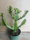 Euphorbia Lactea Variegated Dragon Bone Succulent 6" Pot, Rare Lacei Variegata Plant, Unique Cactus Alternative