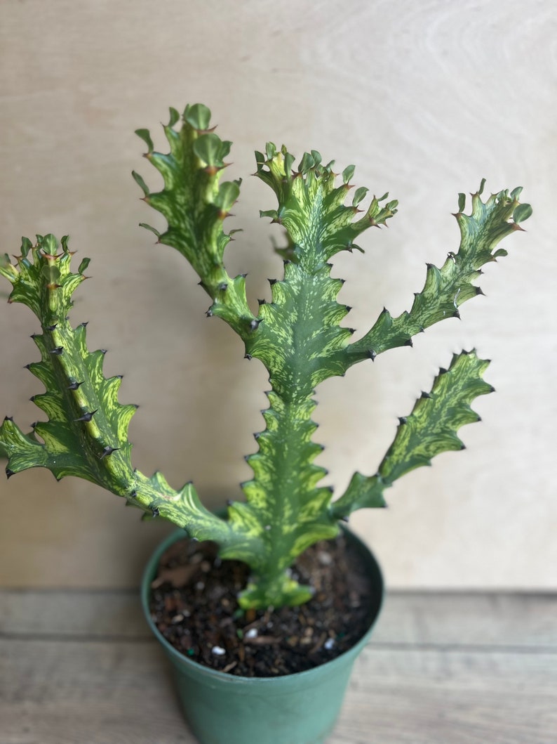 Euphorbia Lactea Variegated Dragon Bone Succulent 6" Pot, Rare Lacei Variegata Plant, Unique Cactus Alternative