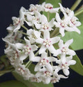 Hoya Plant in 6" Pot, Hoya Australis Lisa, Hardy Climbing Vine, Epiphytic Houseplant, Fragrant Flowers, Hoya australis
