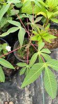Cassava Manihot esculenta 5 Unroot Cuttings | Well Rooted Yuca | 5-8 Inch Cuttings for Home Gardening