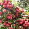 Mauritius Lychee Tree in 6" Pot - Litchi chinensis, Early-Producing Tropical Fruit, Air Layered, Ideal for South Florida