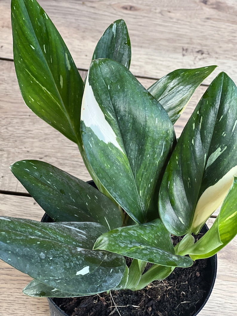 Monstera Standleyana Albo in 6" Pot - Rare Philodendron Cobra, Variegated Green & White, Easy Care Houseplant, Tropical Vine