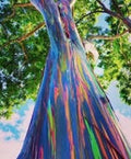 Rainbow Eucalyptus Tree in 4" Pot, Multicolor Bark, Eucalyptus deglupta, Easy to Grow, Fast-Growing, Indoor/Outdoor Plant