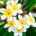Live Potted Plumeria Plant 4-inch White & Yellow Mix (Plumeria spp.) - Well Rooted for Easy Transplanting to 3 Gallon Pot