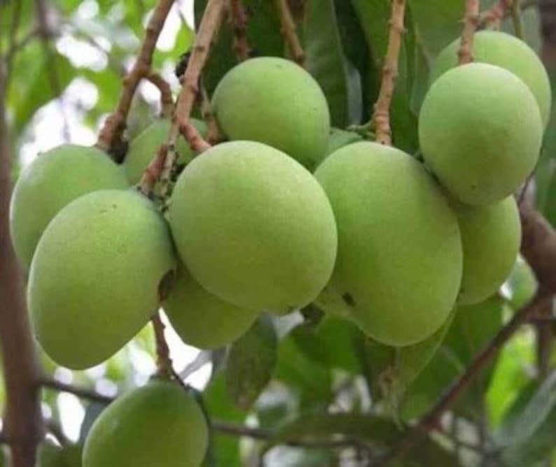 Triple Sec Mango Tree in 3 Gallon Pot - Sweet & Juicy Tropical Fruit - Mangifera indica - Non-Ship to CA & HI