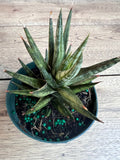 Sansevieria francisii 4” Pot - Francisii Snake Plant, Compact Indoor Houseplant, Easy Care Succulent, Air Purifier