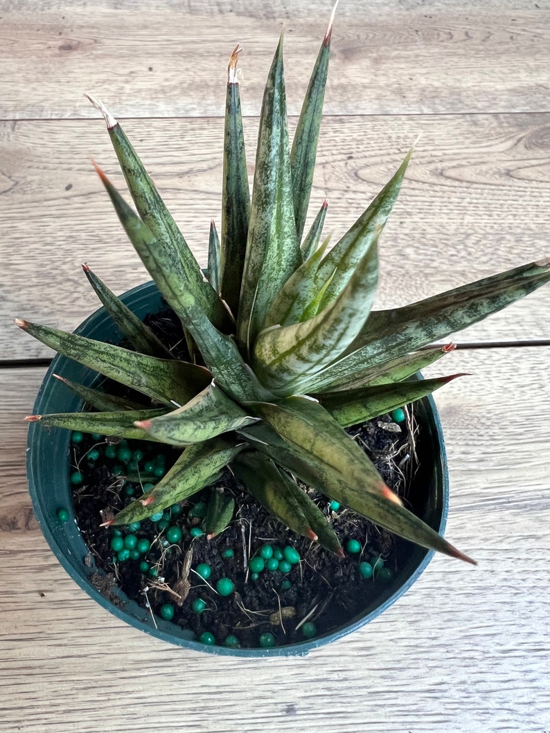 Sansevieria francisii 4” Pot - Francisii Snake Plant, Compact Indoor Houseplant, Easy Care Succulent, Air Purifier