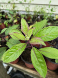 Organic Longevity Spinach Plant - 8-12 Inch Well Rooted Live Plant in 4 Inch Pot - Tree Spinach (Gynura crepidioides)