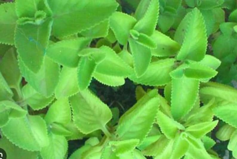Organic Live Plant - 8-12 Inch Spanish Thyme, Ajwain, Oregano, Broad Leaf Thyme, Trachyspermum ammi in Pot