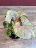 Syngonium Strawberry Ice Plant in 4" Pot | Variegated Houseplant | Syngonium podophyllum | Indoor Climbing or Trailing Plant