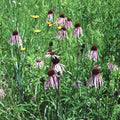 Pale Purple Coneflower Live Plant 4" Pot Echinacea pallida - Native North American Perennial for Full Sun Zones 3-10