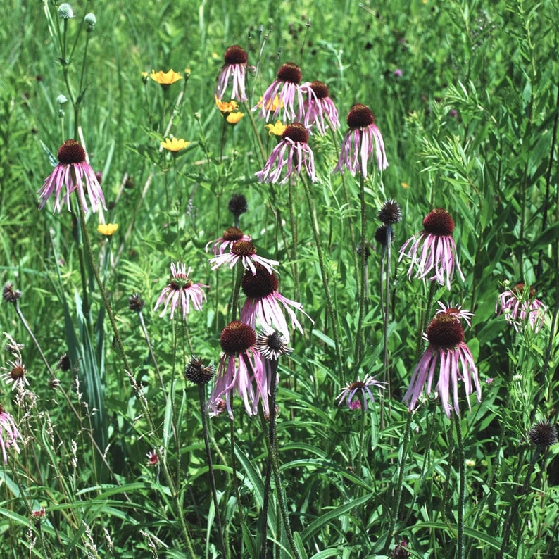 Pale Purple Coneflower Live Plant 4" Pot Echinacea pallida - Native North American Perennial for Full Sun Zones 3-10