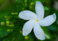 Half Gallon Potted Pinwheel Flower, Crepe Jasmine, East India Rosebay, Nero's Crown Live Plant - Non-Shipping to CA, AZ, TX