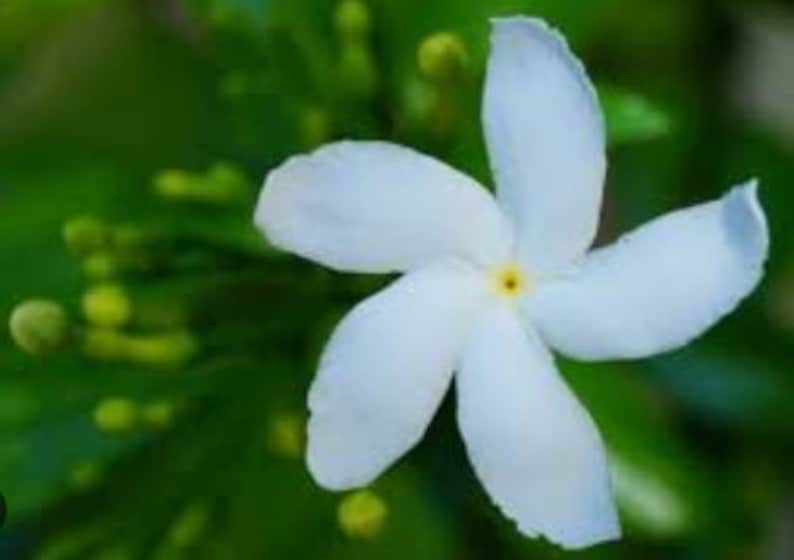 Half Gallon Potted Pinwheel Flower, Crepe Jasmine, East India Rosebay, Nero's Crown Live Plant - Non-Shipping to CA, AZ, TX