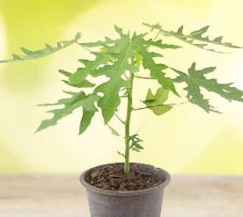 Organic Papaya Live Plant in Half Gallon Pot - Easy to Grow Container Variety (Carica papaya) - No Shipping to CA, AZ, TX