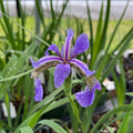 Northern Blue Flag Iris Live Plant 4" Pot - Iris versicolor - Full Sun to Part Shade - Native to North America