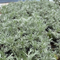 Wormwood Plant 3.5" Pot Silver Mound Artemisia schmidtiana Live Plant for Full Sun, Zones 3-8