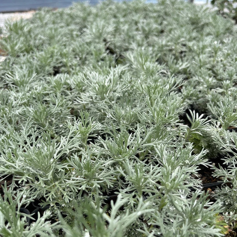 Wormwood Plant 3.5" Pot Silver Mound Artemisia schmidtiana Live Plant for Full Sun, Zones 3-8