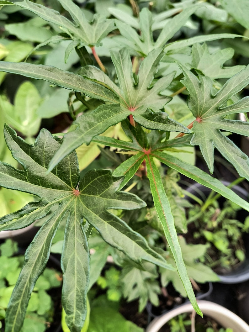 Organic South Sea Salad Tree 8-14 Inch in Half Gallon Pot - Broad Leaf & Narrow Leaf (Auntie Lilli's)