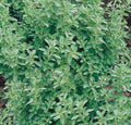 Large Live Organic Maruga Sweet Marjoram Plant, 4” to 8” Tall, Premium Culinary Herb, Oregano-Like Flavor, Pot Included