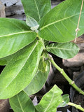 Giant Milkweed Live Plant 8-14 Inch Half Gal Pot Asclepias calotropis Gigantea Lavender Flowers Fast Growing Shrub