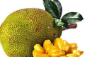 Golden Nugget Jackfruit Tree in 3 Gallon Pot, Grafted, Artocarpus heterophyllus - Tropical Fruit Plant for Home Garden