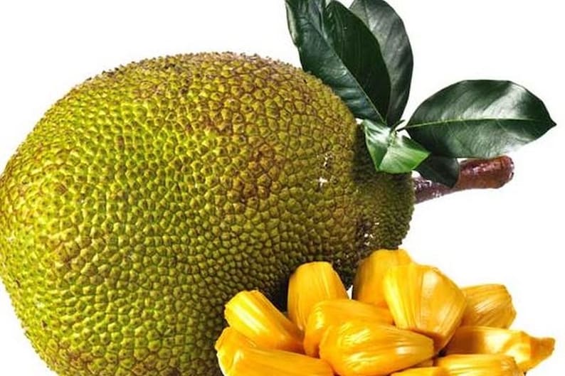 Golden Nugget Jackfruit Tree in 3 Gallon Pot, Grafted, Artocarpus heterophyllus - Tropical Fruit Plant for Home Garden