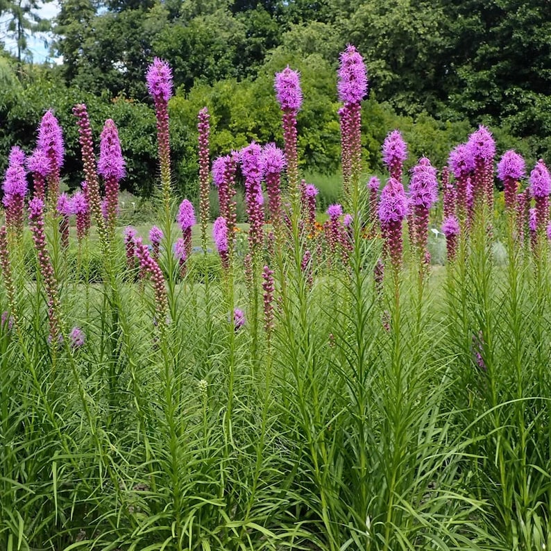 Dense Blazing Star Live Plant 4" Pot - Liatris spicata - Full Sun Perennial - Native North American Wildflower