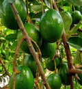 Simmonds Avocado Tree in 3 Gallon Pot, Grafted, Persea americana, Ideal for Home Gardeners, No Ship to CA and HI