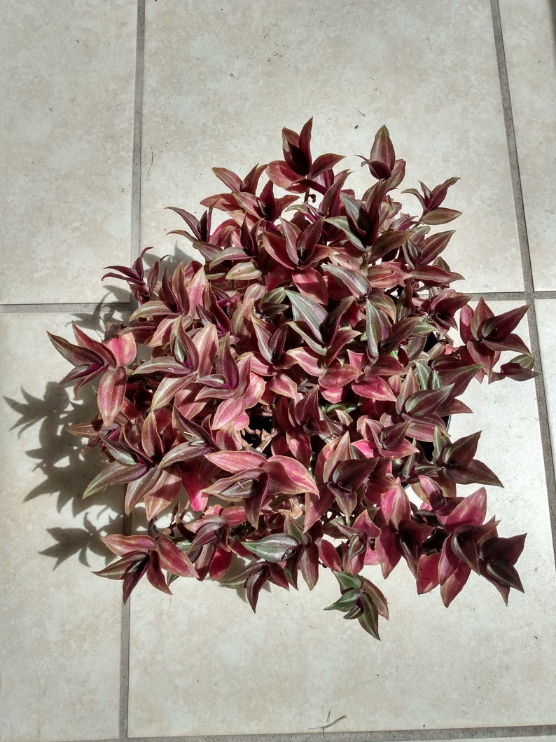 Mini Tradescantia Zebrina - 2 Rooted Plants + 1 Free Cutting - Easy Care Houseplant - Tradescantia zebrina