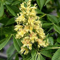 Yellow Buckeye Tree - Large Size Stem, Aesculus flava, Up to 3 ft Tall, Ideal for Landscaping or Garden Projects