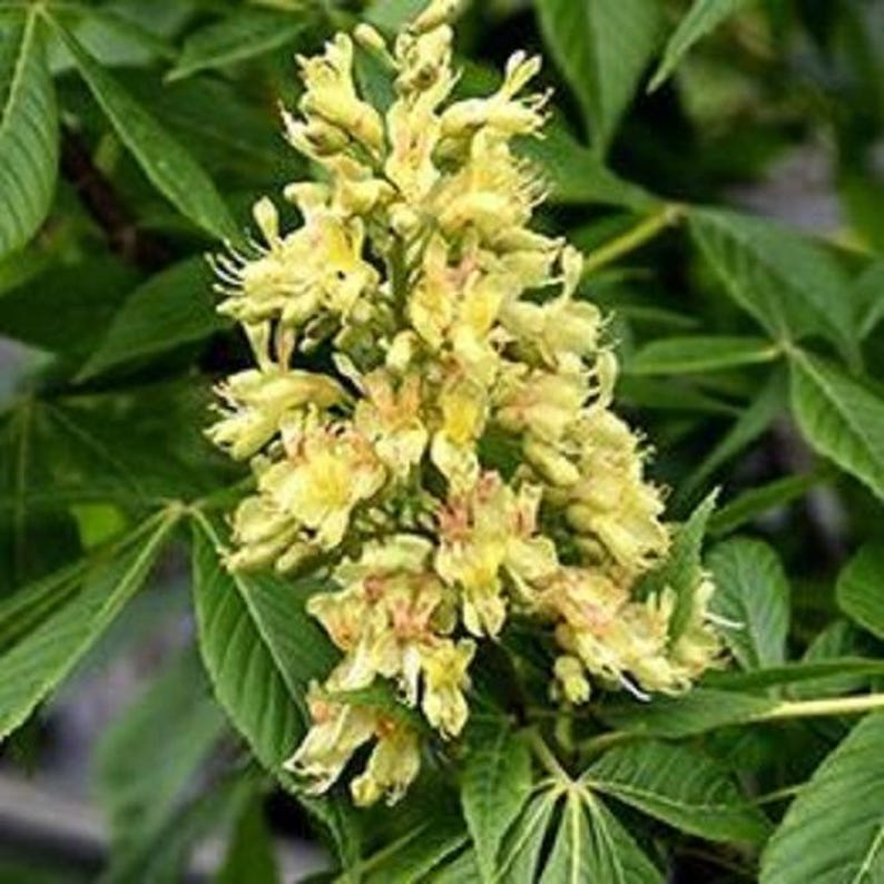 Yellow Buckeye Tree - Large Size Stem, Aesculus flava, Up to 3 ft Tall, Ideal for Landscaping or Garden Projects
