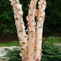 River Birch Tree - Large Rootstock - Up to 4 ft Tall - Betula nigra