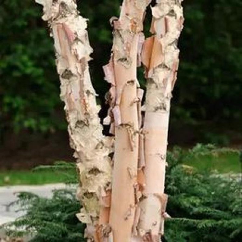 River Birch Tree - Large Rootstock - Up to 4 ft Tall - Betula nigra
