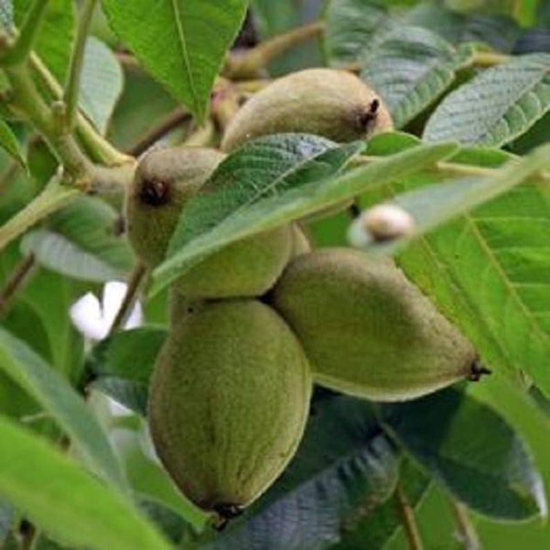 Large Paper Shell Pecan Tree - Up to 4 ft Tall - Carya illinoinensis - Ideal for Planting in Shade Pots