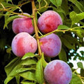 Small Plum Tree 2ft Tall - Dwarf Variety, Sweet Fruit - Prunus domestica