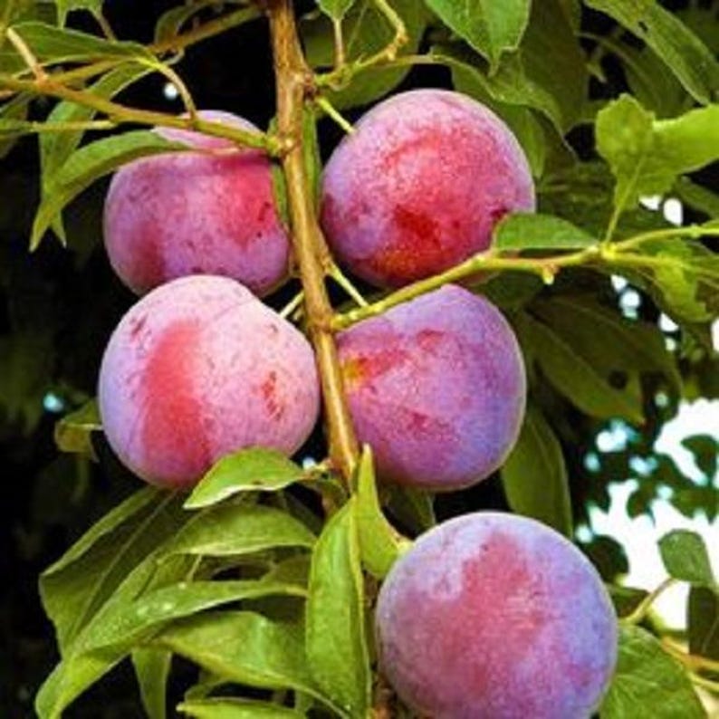 Small Plum Tree 2ft Tall - Dwarf Variety, Sweet Fruit - Prunus domestica