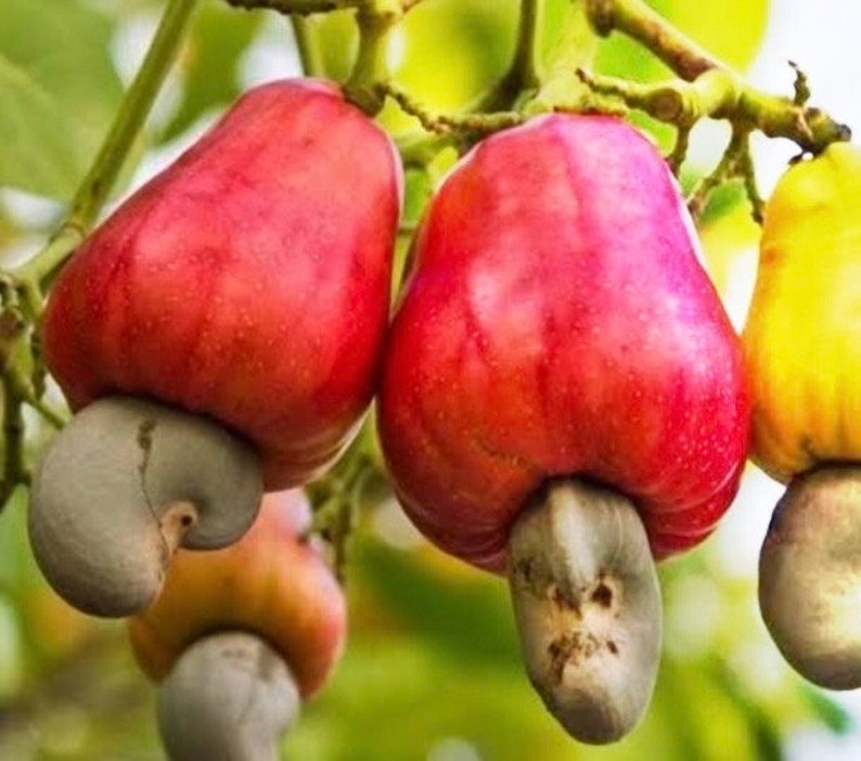 Red Cashew Plant in 10" Pot, Jambu Monyet - Anacardium occidentale, Tropical Evergreen with Edible Fruits