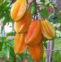 Star Fruit Tree Grafted 3 Gallon Kari Averrhoa Carambola, Sweet Yellow Fruit, Ideal for Containers and Northern Zones