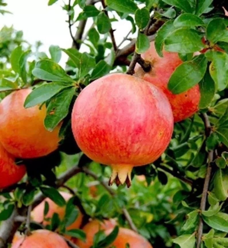 Wonderful Pomegranate Tree 3 Gallon Pot, Delima Variety, Punica granatum - Juicy, Sweet-Tart Fruit for Fresh Eating & Juicing