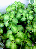 Rare Oregano Tricolor Plant - 1 Small Rooted Starter - Coleus Amboinicus - Indian Borage - Free Cutting Included