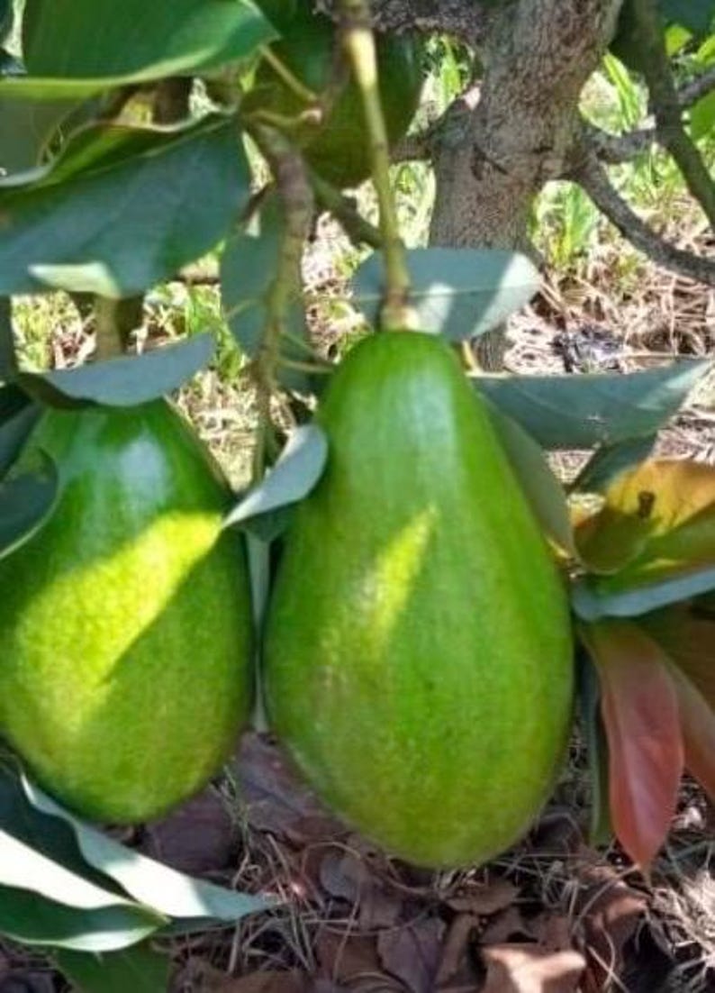 Donnie Avocado Tree in 6" Pot, Grafted Persea americana 'Donnie' - Indoor/Patio Fruit Plant for Home Gardening