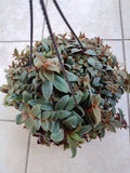 Tradescantia Teddy Bear Vine Cuttings - 2 Rooted + 1 Free - Easy Care Houseplant (Tradescantia)