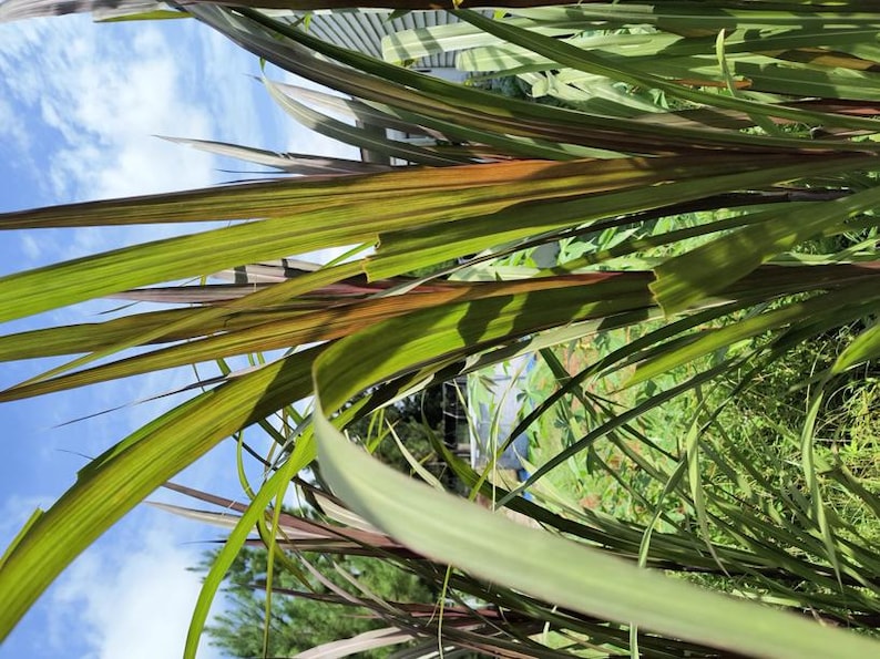 Rare Elephant Purple Grass Live Plant - Half Gallon Pot - Well-Rooted, Ideal for Privacy, Landscape, and Livestock Feed (Pennisetum)