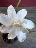 Gardenia Plant 4" Pot Frost Proof Fragrant Evergreen (Gardenia jasminoides)