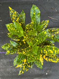 Croton Gold Star Plant in 4" Pot, Colorful Foliage, Codiaeum variegatum, Indoor Outdoor House Plant