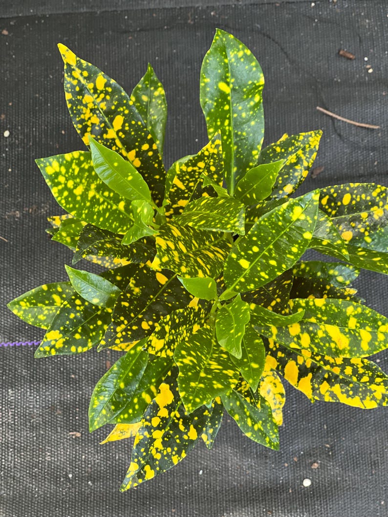 Croton Gold Star Plant in 4" Pot, Colorful Foliage, Codiaeum variegatum, Indoor Outdoor House Plant