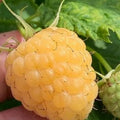 Raspberry Plants - 1 ft Tall - Caroline, Encore, Jewel, Munger, Anne, Fall Gold - Rubus idaeus, Rubus occidentalis, Rubus fruticosus